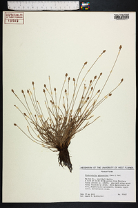 Fimbristylis schoenoides image