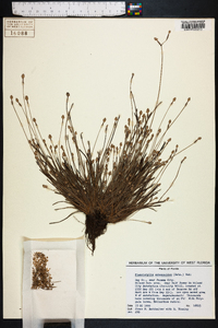 Fimbristylis schoenoides image