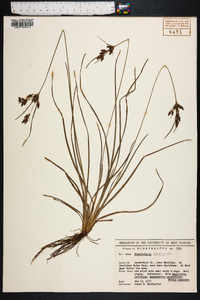 Fimbristylis tomentosa image