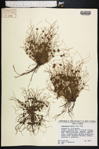 Fimbristylis vahlii image