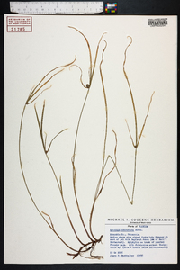 Kyllinga brevifolia image