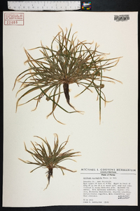 Kyllinga squamulata image