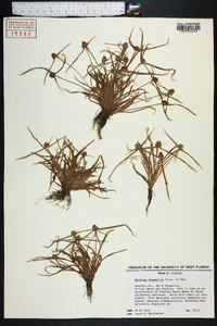 Kyllinga squamulata image