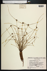 Cyperus neotropicalis image