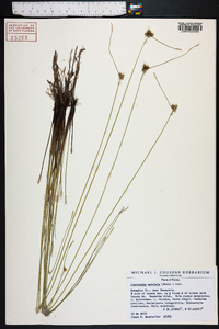 Cyperus neotropicalis image