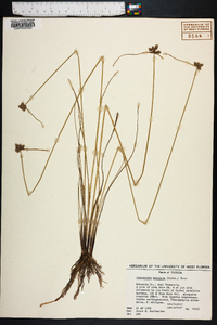 Cyperus neotropicalis image