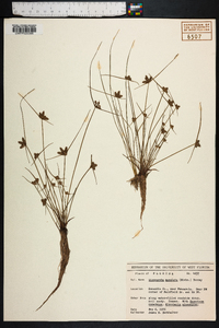 Cyperus neotropicalis image