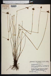 Cyperus neotropicalis image