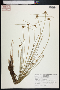 Cyperus neotropicalis image
