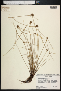 Cyperus neotropicalis image