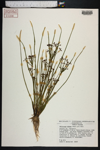 Psilocarya nitens image