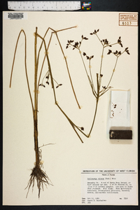 Psilocarya nitens image