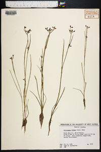 Psilocarya nitens image