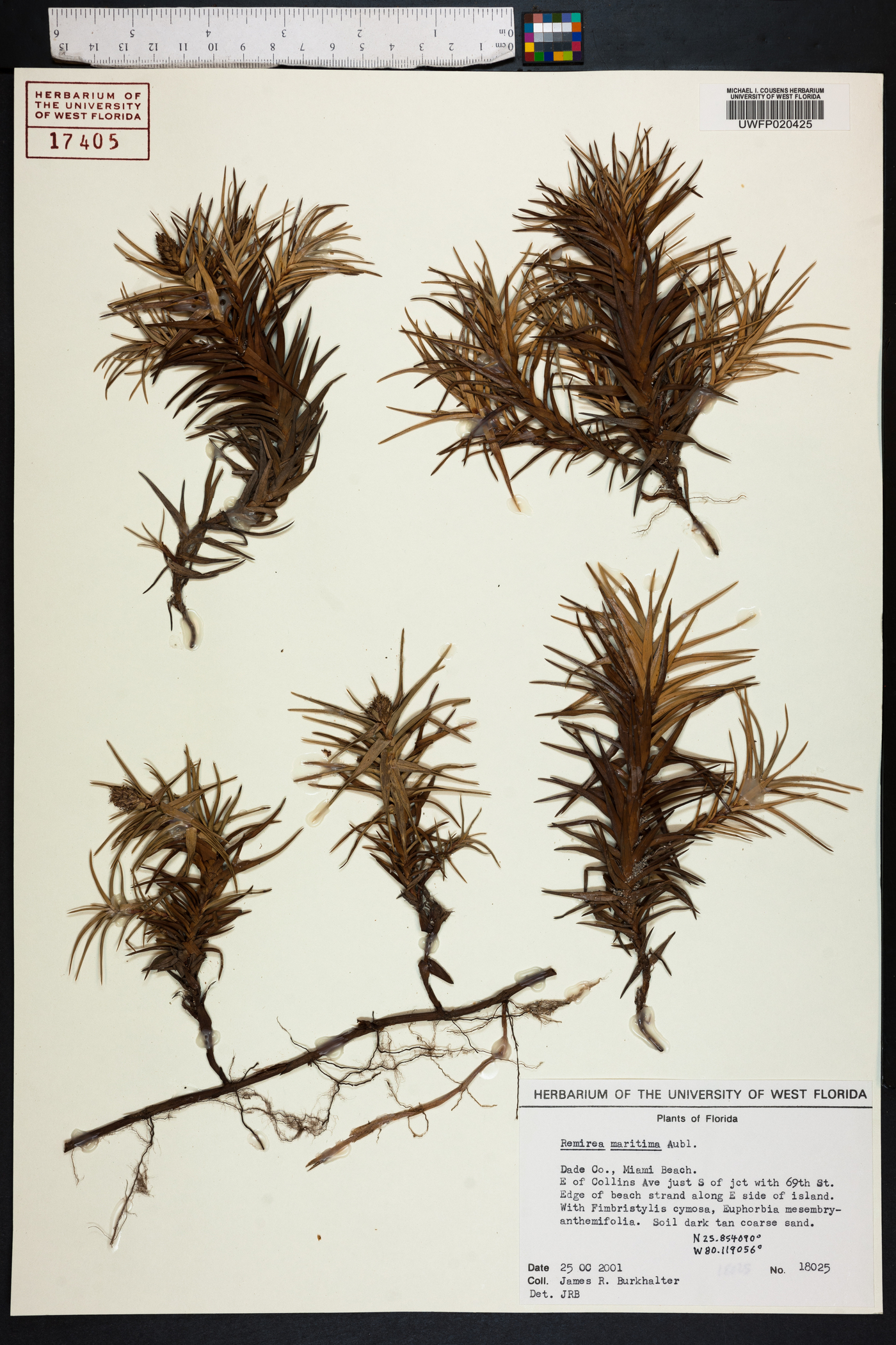 Remirea maritima image