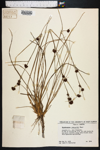 Rhynchospora cephalantha image