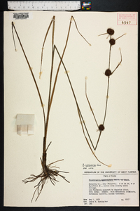 Rhynchospora cephalantha image