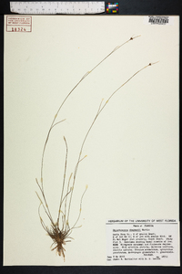 Rhynchospora chapmanii image