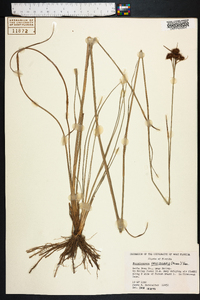 Rhynchospora fascicularis image