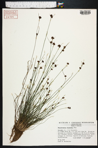 Rhynchospora filifolia image