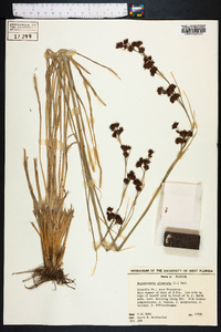 Rhynchospora glomerata image