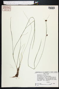 Rhynchospora gracilenta image