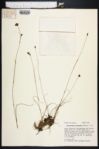 Rhynchospora pleiantha image