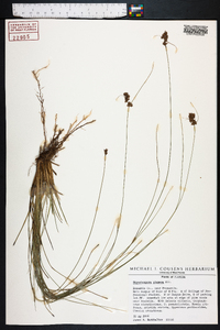 Rhynchospora plumosa image