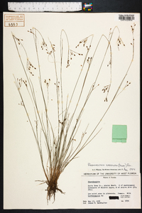 Rhynchospora rariflora image