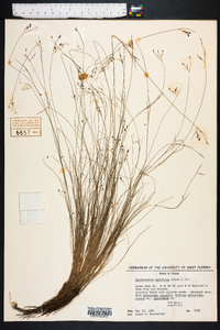 Rhynchospora rariflora image