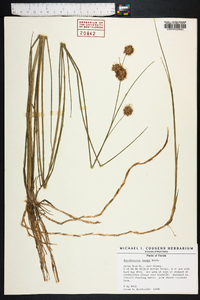 Rhynchospora tracyi image