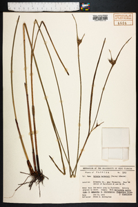 Scleria baldwinii image