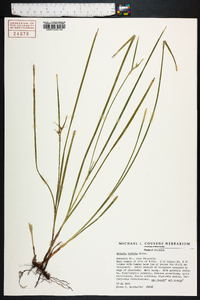 Scleria ciliata image