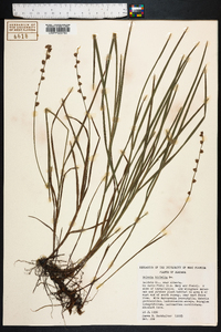 Scleria distans image