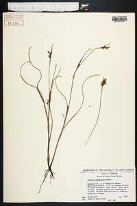 Scleria reticularis image