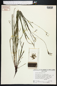 Scleria reticularis image