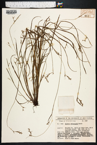 Scleria reticularis image