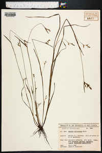 Scleria reticularis image