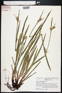 Scleria triglomerata image