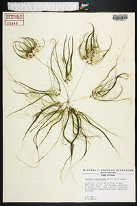 Websteria confervoides image