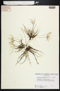 Websteria confervoides image