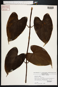 Dioscorea alata image