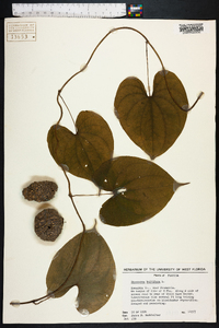 Dioscorea bulbifera image