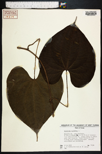 Dioscorea bulbifera image