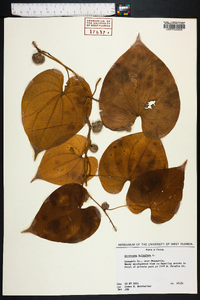 Dioscorea bulbifera image