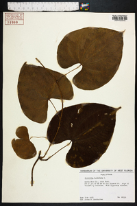 Dioscorea bulbifera image