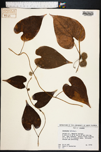 Dioscorea bulbifera image