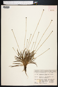 Lachnocaulon anceps image