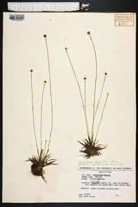 Lachnocaulon anceps image