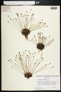 Lachnocaulon digynum image