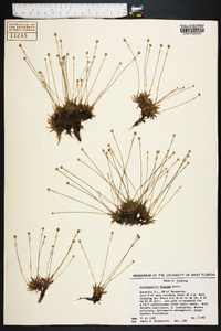 Lachnocaulon digynum image